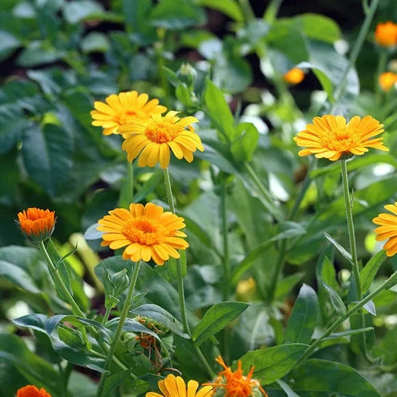 金盞花 Calendula