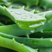 蘆薈萃取液 Aloe Vera Extract 20ml